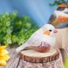 Wooden Bird Decor With Natural Finish For Office And Home Gift Ideas