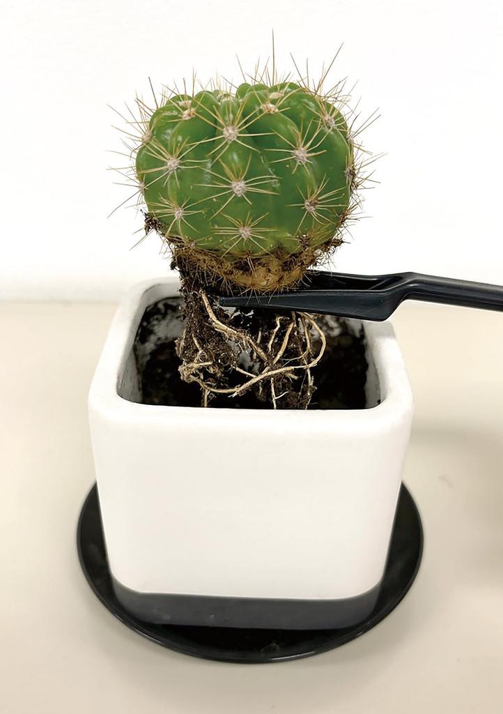 Senkichi Sada pro péči o rostliny pro a Hnojení a Děrovač pro sazenice Čištění a 5dílná Sukulenty, Pokojové rostliny, Další, Přesazování. Zahrnuje lopatu,