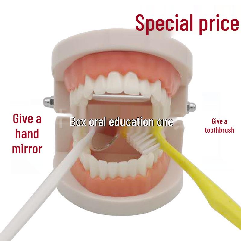 Dental Teaching Model for Kindergarten Tooth Brushing Practice 1:1 Small Brushing Model