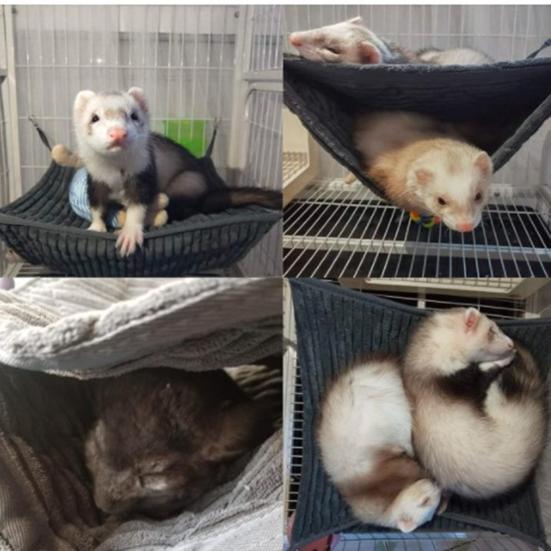 Pat Tunel Șobolan Spațiu Mare Peșteră Strat Dublu Hamac Hamster Chipmunk Dihor