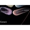 Eunarz - Pure True Series Shimmer Liquid Eyeshadow - 6 Colors