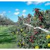 Bird Repellent Tape, Set Of 3 Tapes X 50m X 4.8cm - Scarecrow Bird Repellent - To Repel Crow Pigeons And More, 150m Tw