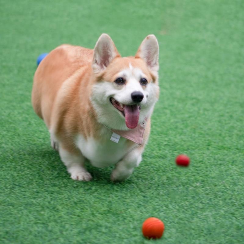 Durable Chew Resistant Dog Toy Ball For Aggressive Chewers With Dental Cleaning Texture And High Bounce Design