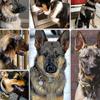 Tactical Dog Collar,adjustable Military Training Collar Strap Handle A