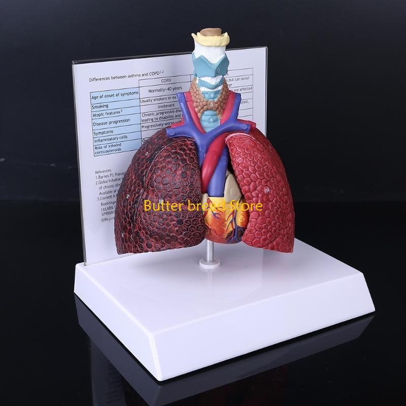W89C Life Size Human Lung Model Anatomical Respiratory System Anatomy for Science Resources Study Display Teaching Too