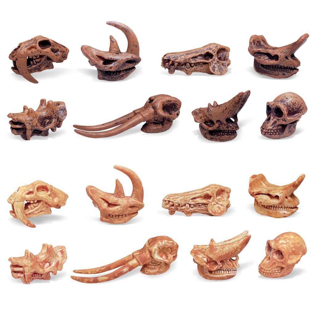 Pädagogisches Dinosaurier-Fossil-Spielzeug für Kinder Realistische Triceratops- und Brachiosaurus-Modelle