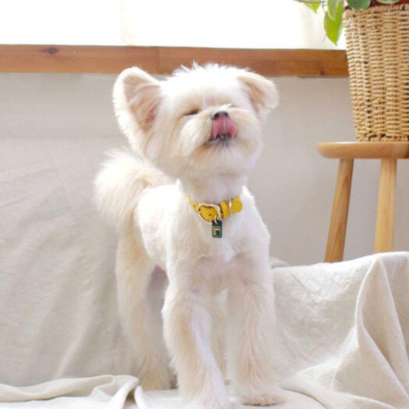 MAISON DE MIU Heart Pendant Collar - Yellow