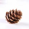 20Pcs Artificial Pine Cone Attractive for Garden Convenient Decorative DIY Simulation Pinecone Novel Vivid Natural