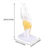 Hand Joint Skeleton Model Detachable Human Hand Teaching Model with Base
