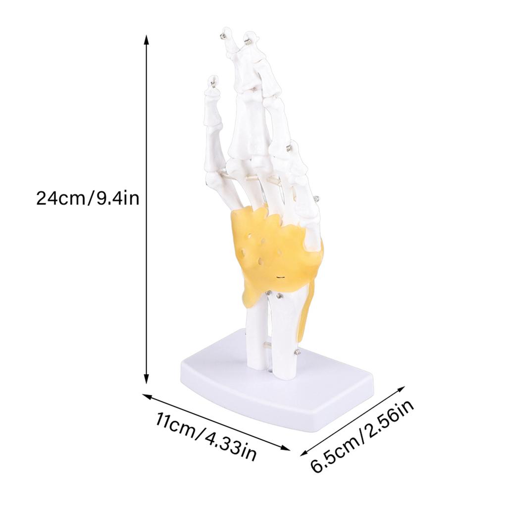 Hand Joint Skeleton Model Detachable Human Hand Teaching Model with Base