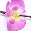 LED Simulation Phalaenopsis Tree Branch Light Home Interior Scenery Christmas Festival Decorative