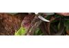 Handmade Pruning Shears & Flower Arranging Scissors – Green Plant & Branch Trimmer Specialty Tool