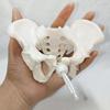 Portable Mini Pelvis Model: Human Sacrum, Hip, and Pelvic Bone Anatomy for Rehabilitation and Teaching