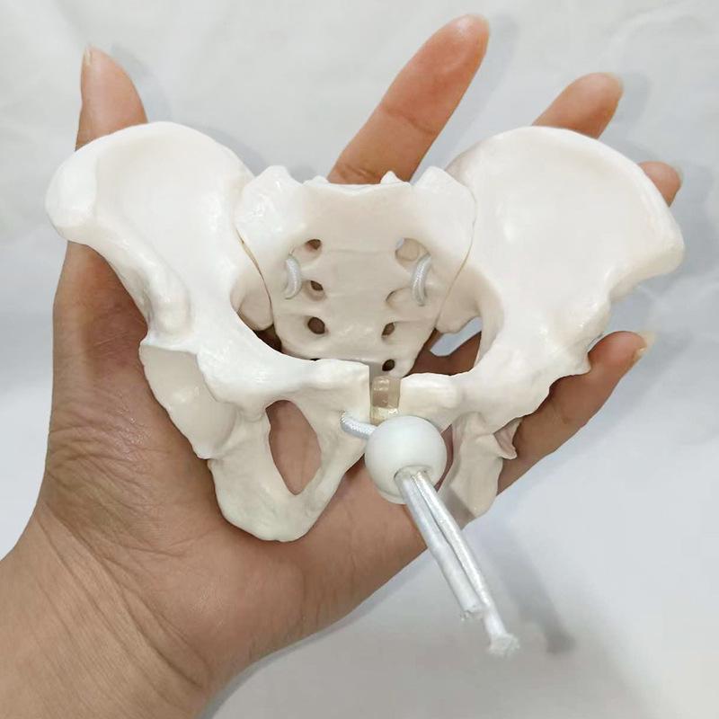 Portable Mini Pelvis Model: Human Sacrum, Hip, and Pelvic Bone Anatomy for Rehabilitation and Teaching