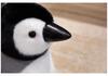 Adorable Little Penguin Plush Toy - Antarctic Souvenir & Comfort Doll