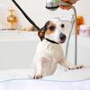 Haustier Hunde Pflegeschlingen für Duschbad djustierbare Hunde Katzen Haustier Schlingen Leine Leinen Verstellbarer Haustier Pflegetisch Haustierbedarf