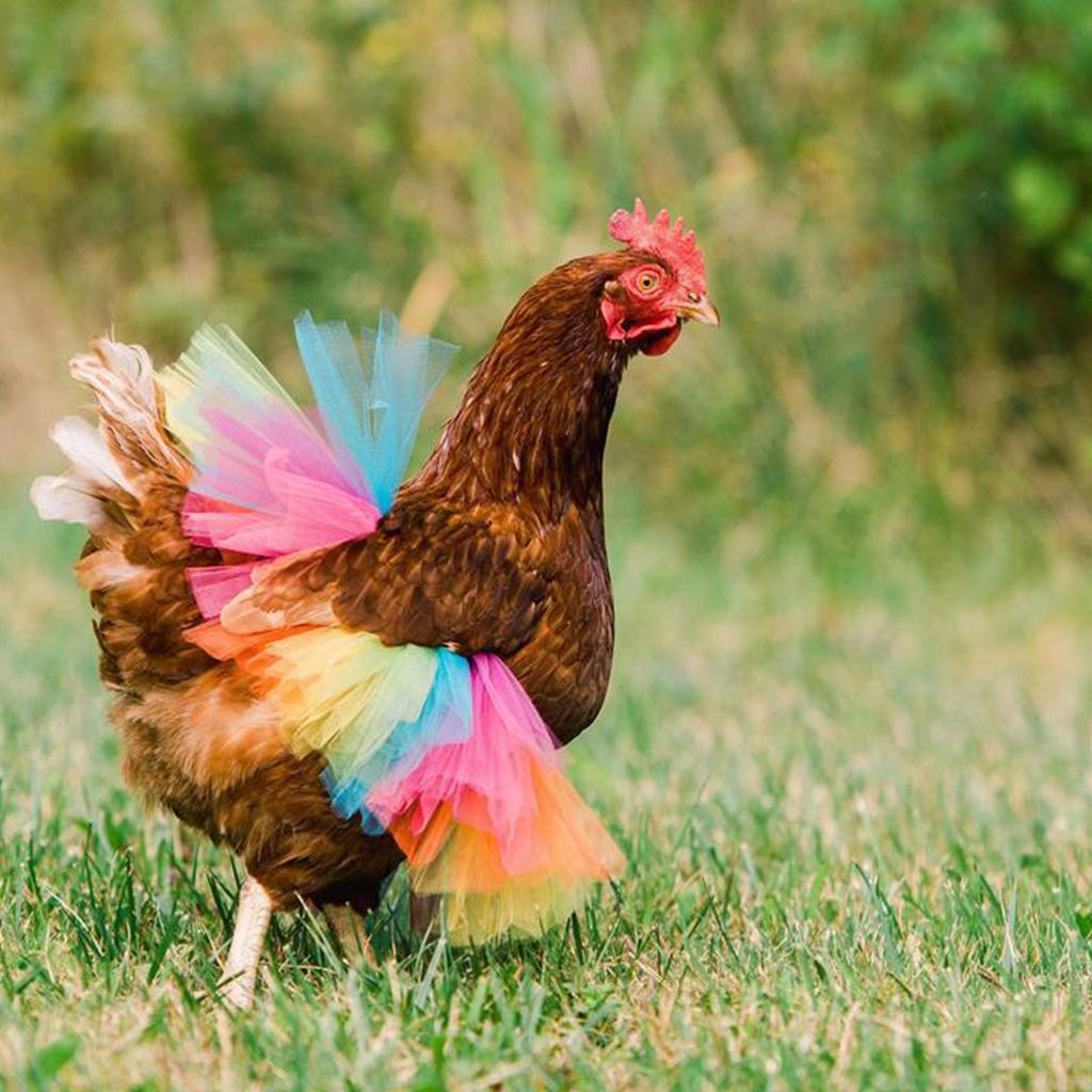 Høne Sal Fjærbeskytter for Fjærkre, Morsomt Nettskjørt Patriotisk Dag Høneskjørt