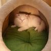 Cat Hideaway Bed Cave with Removable Cushion Winter Warm Cat Bed Pet House Kitten Cave for Small Pet Puppy Sleeping