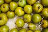 SAFLAX Organic - Tomato - Green Zebra - 10 Seeds - Solanum Lycopersicum