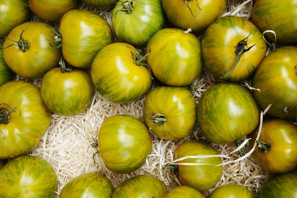 SAFLAX Organic - Tomato - Green Zebra - 10 Seeds - Solanum Lycopersicum