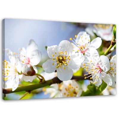 Canvas Print, Flowering Branch