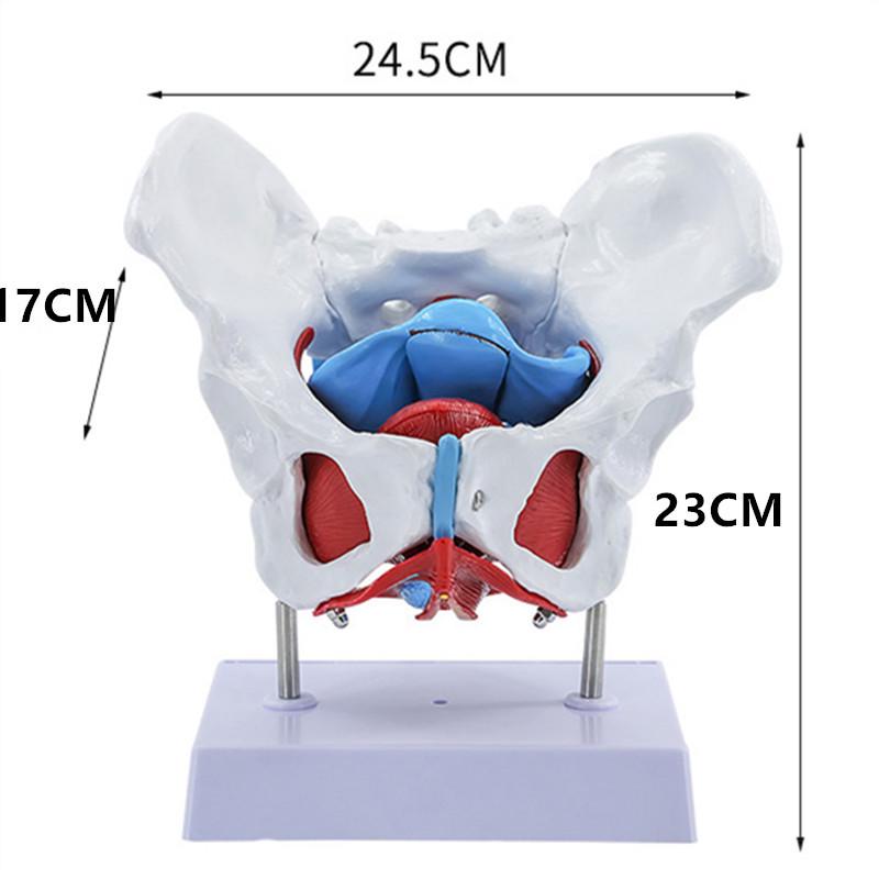 

Модель женского таза с маткой и мышцами тазового дна для обучения акушерству и гинекологии