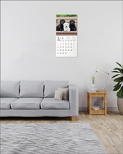 Calendrier 2024 Labrador Retriever (Calendrier Seibundo Shinkosha)