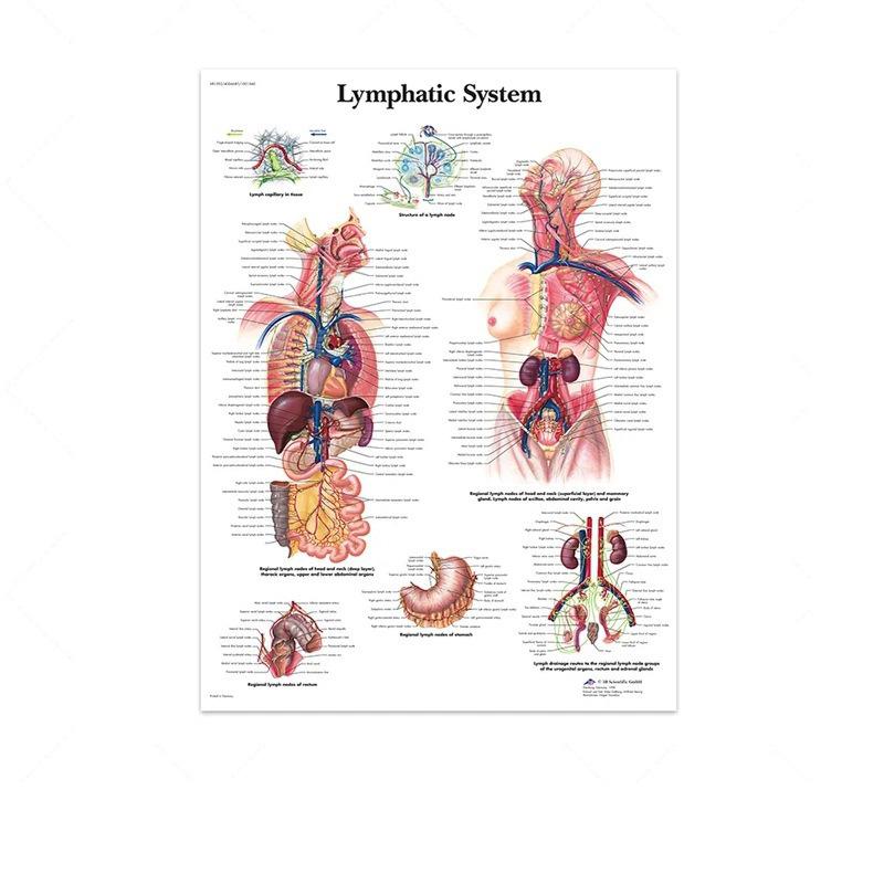 Science Wall Art Muscle System Human Anatomy Diagram Medical Education Supplies HD Oil On Canvas Posters And Prints Home Decor