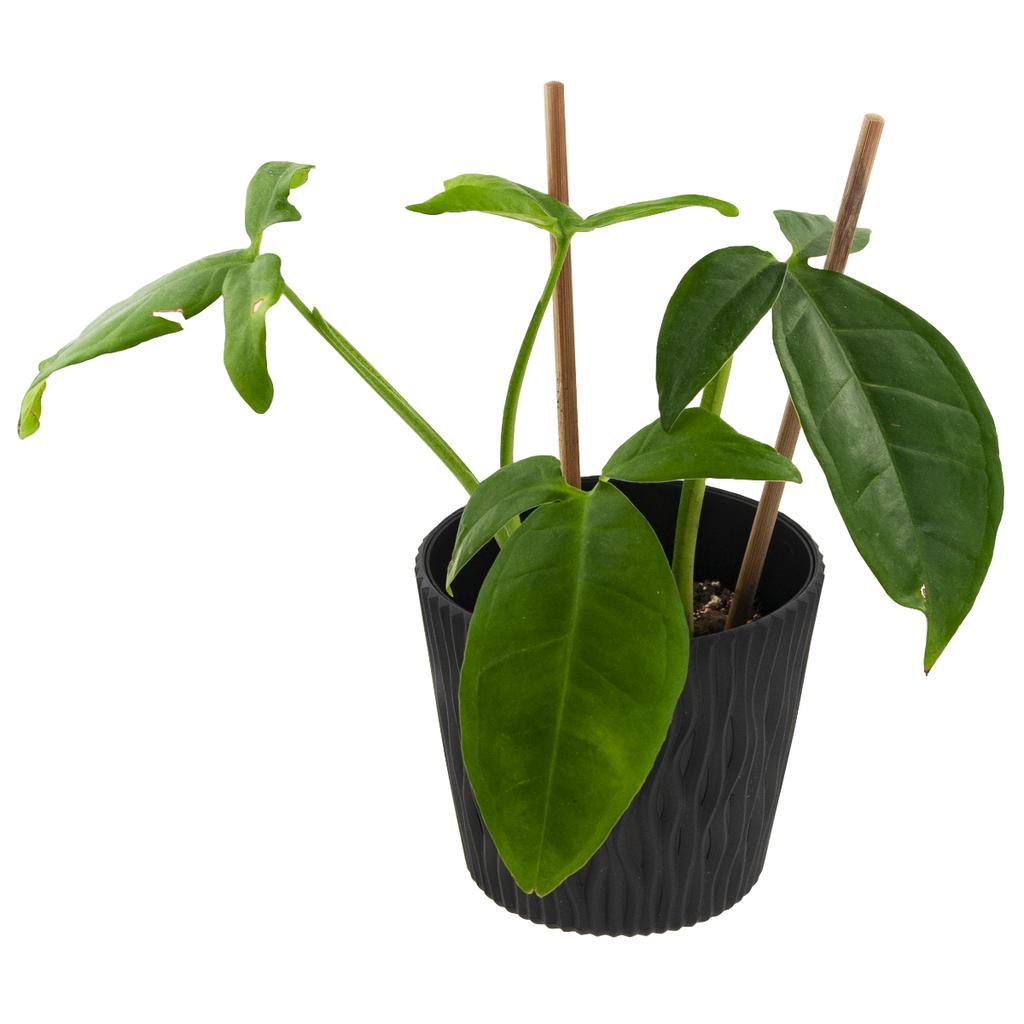 DAGW1-R624 HANGING POT WITH HOOK AND BOW TERRACOTTA PRODUCTION POT HANGING BALCONY ROUND WITH HOOK for flowers