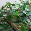 Creative Green Artificial Ivy Vine 80 Leaves 160cm Faux Ivy Photo Props DIY Accessories Simulation Ivy Garland Home Decoration