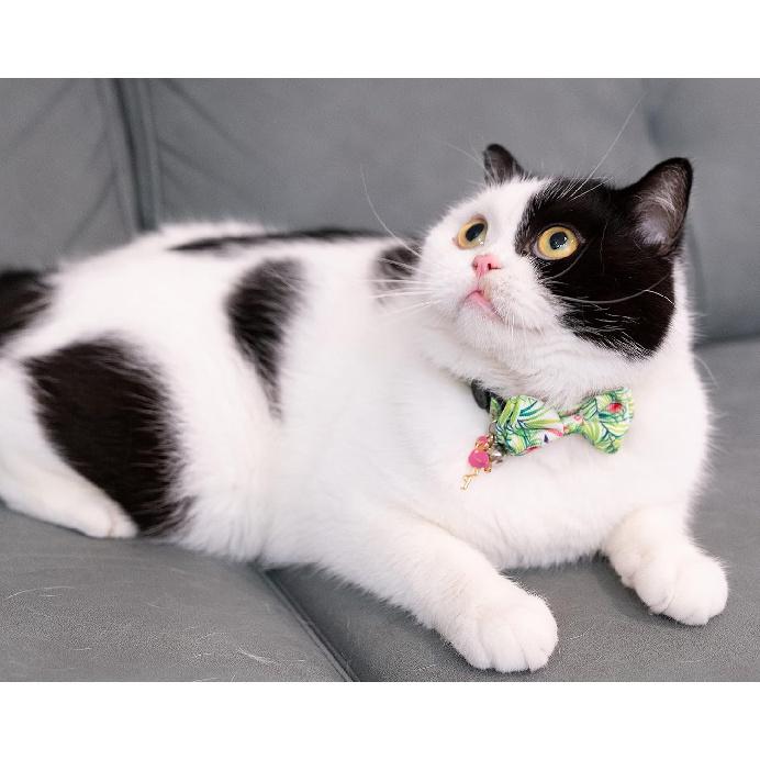 Cat Collar with Bow Tie Pink Flamingo Bell Pendant Charm Safety Detachable Cute Kitten Forest Tropic Leaf Plant Pattern Flamingo A