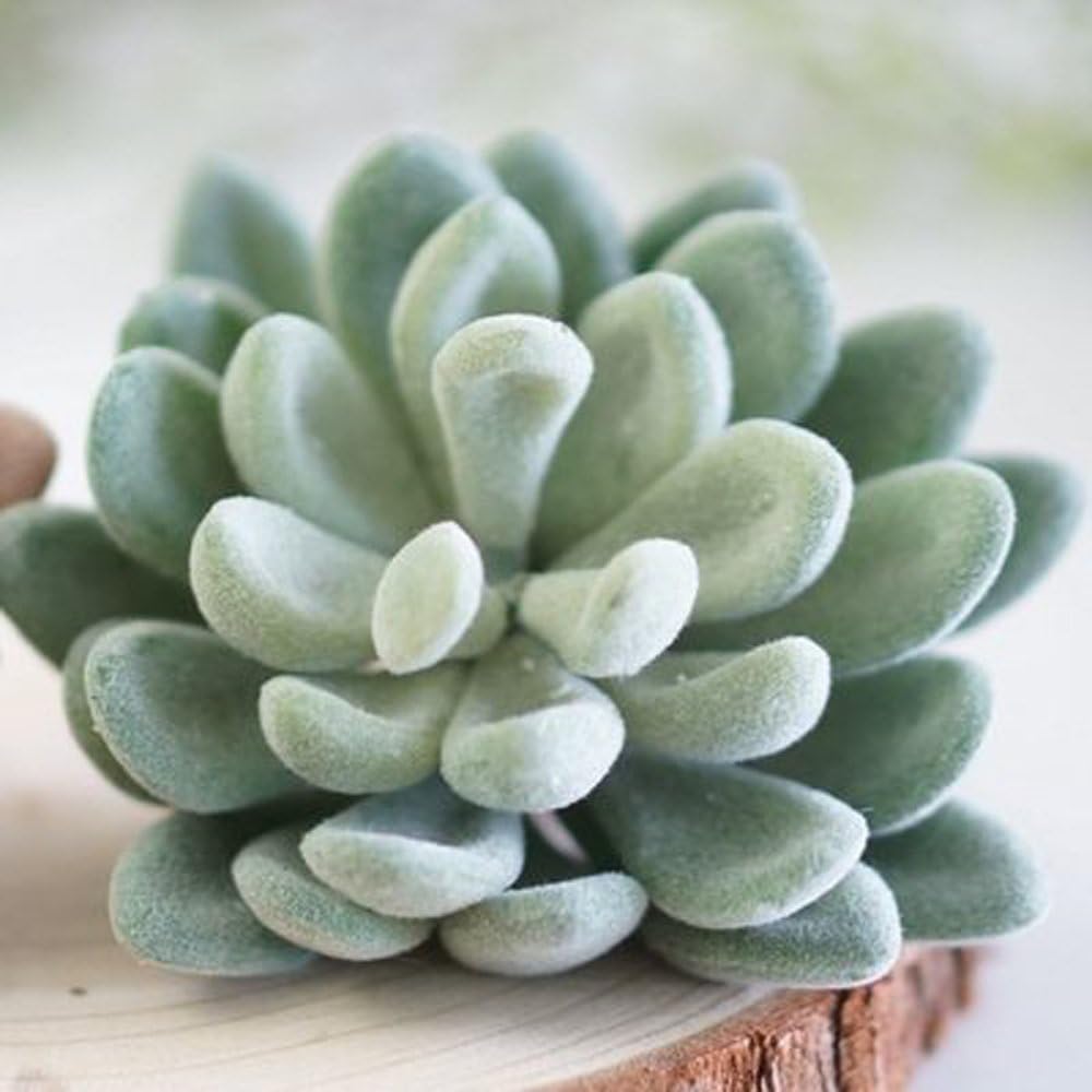 Tyoungg 4 Pack Flocked Green Artificial Succulent Cactus Plants Echeveria Unpotted Long Stem for Wreath Making Wedding Bouquet Making 3.33”Wide X