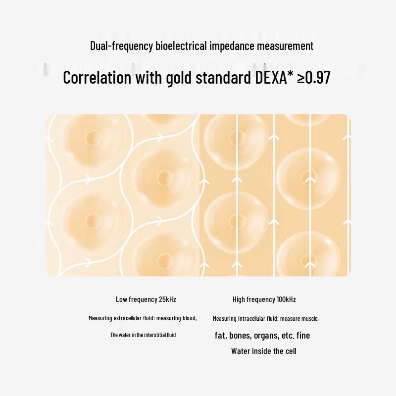 Xiaomi S800 Dual-Frequency Smart Body Composition Scale (CN Version)