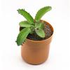 1PC Flowerpot Storage Tank Creative Iron Box with Lock Insurance Password Storage Box Mini Money Storage Organizer Hide Money