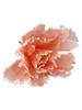 Peony Flower Flower Head Diameter Space Green Stem Website