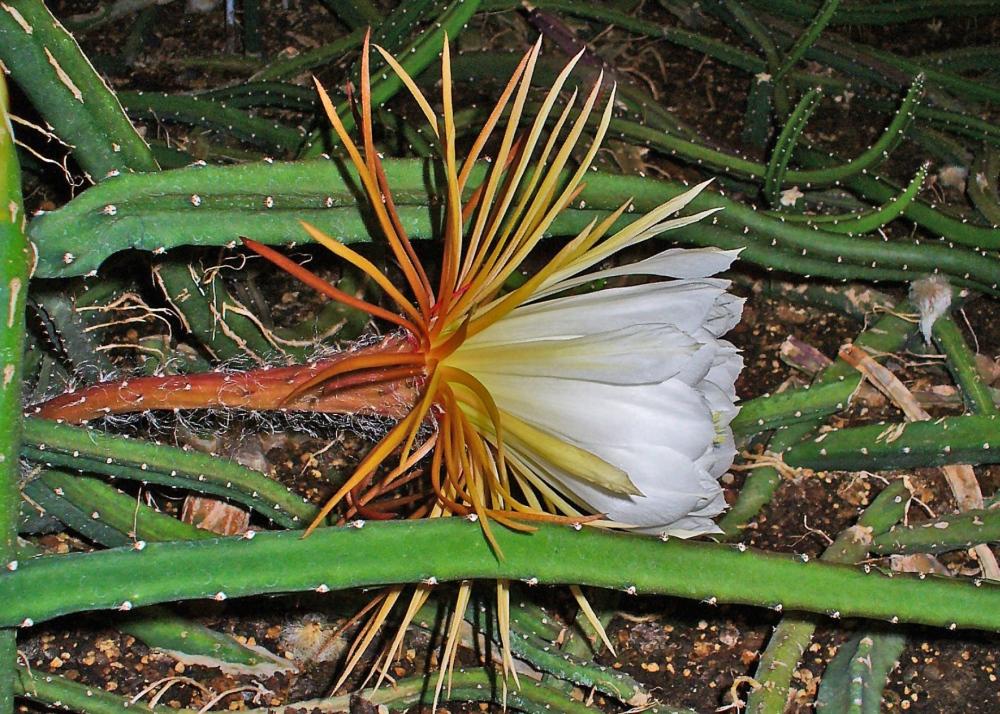SAFLAX Queen of the Night - 40 Seeds - Selenicerus Grandiflorus
