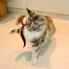 Retractable Feather Cat Teaser Wand