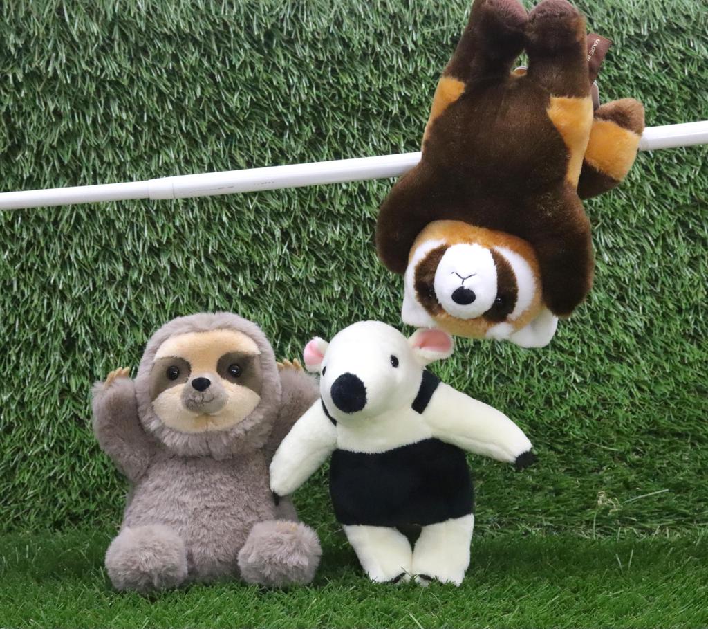 Take Off Intimidating Zoo (S) Sloth, an Animal Raising Both Hands In a Threatening Pose