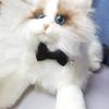 Beliebter neuer niedlicher Samt-Haustierhalsband-Schleifen-Glocken-Stil verstellbar mehrfarbig Katzen- und Hundezubehör