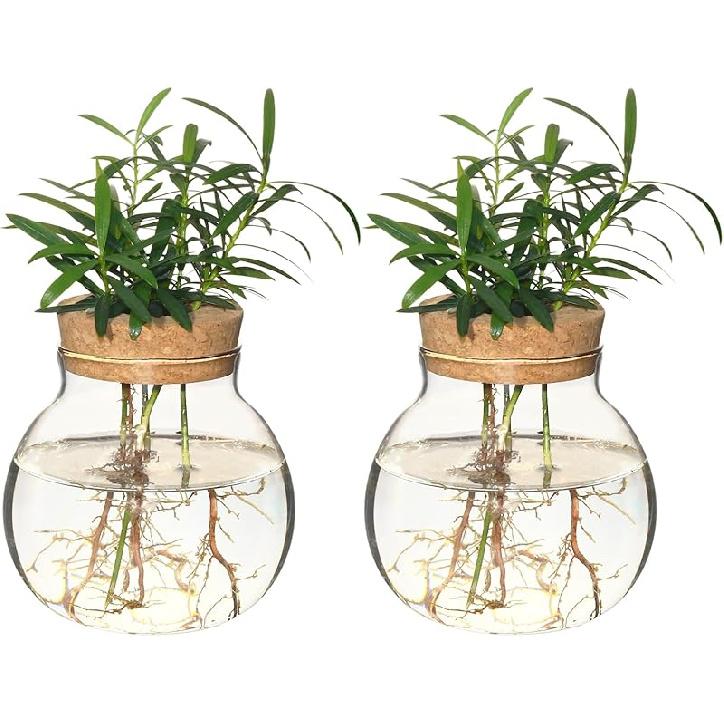 Plant Propagation Station,Hydroponic Terrarium Vase,Desktop Glass Planter Station,for Houses,Garden Decorations,ropagating Hydroponic 2