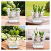 Tulip Bulb Planter 4-Cell Hydroponic Flower Pot with Reservoir Clear Plant Pot with Inner Drainage Pot for Indoor Gardening