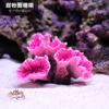 Pești și animale marine – Decorul acvariului