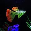 Artificial Moving Fish Floating Silicone Fish with Suction Cup Lifelike Tropical Fish Aquarium Decorations for Fish for