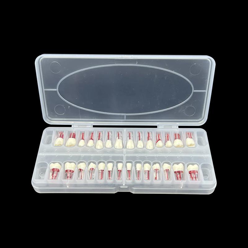

28Pcs/Set Dental Endodontic Teeth Model Full Mouth Root Canal Practice Study Model Endo Teeth Block Training Study Resin Replace