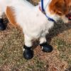 Summer EVA Pet Dog Shoes Hole Breathable Walk Hot Weather Dog Shoes Outdoor Lightweight Durable Pets Supplies Dogs Products