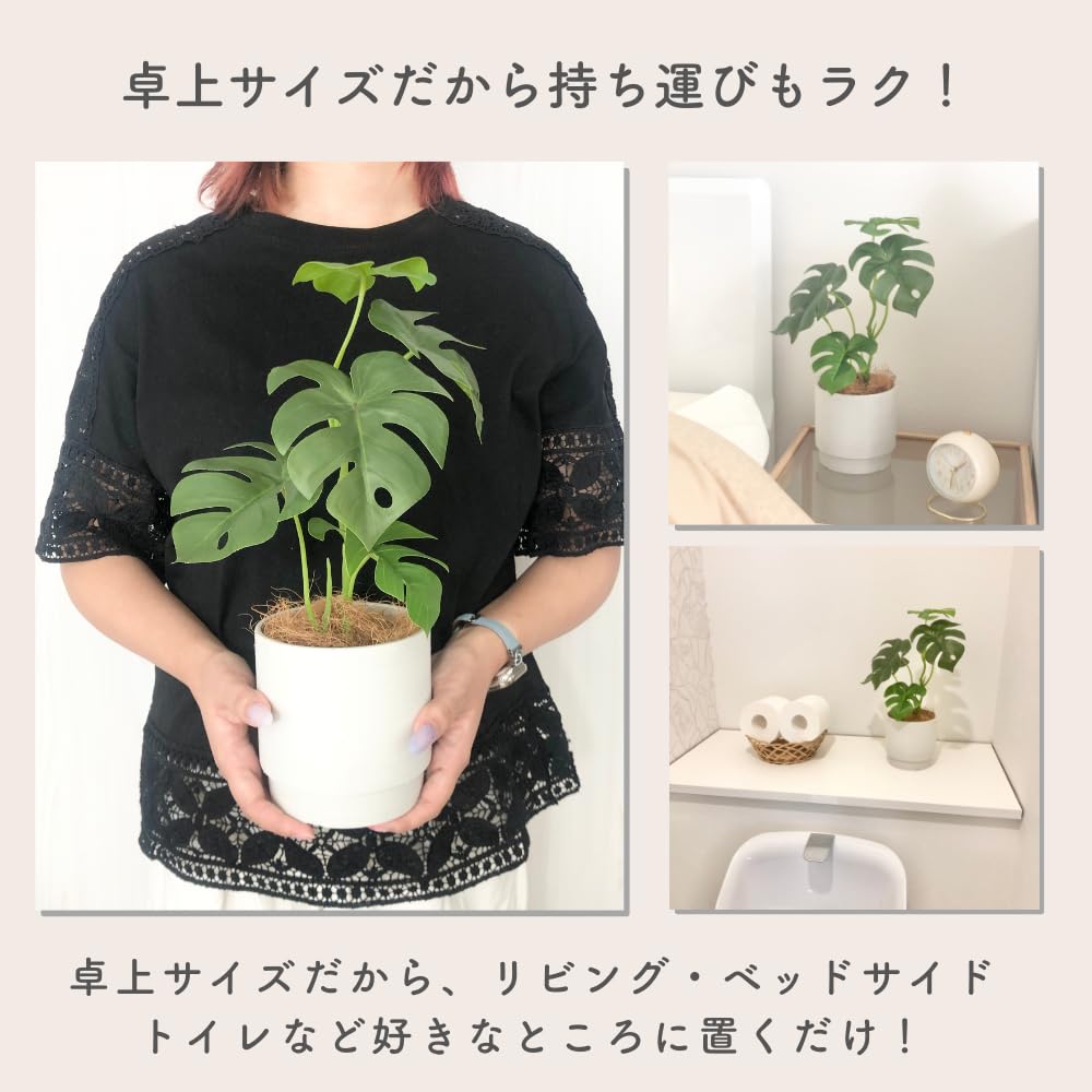 Rilmy Fake Green Tabletop Plants Monstera Artificial Flowers Artificial Plants Interior Stylish Interior Green Mini Fake 36cm Height with Pot Cover