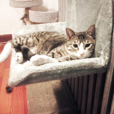 Premium Cat Hammock Nest: Steel Frame Hanging Bed
