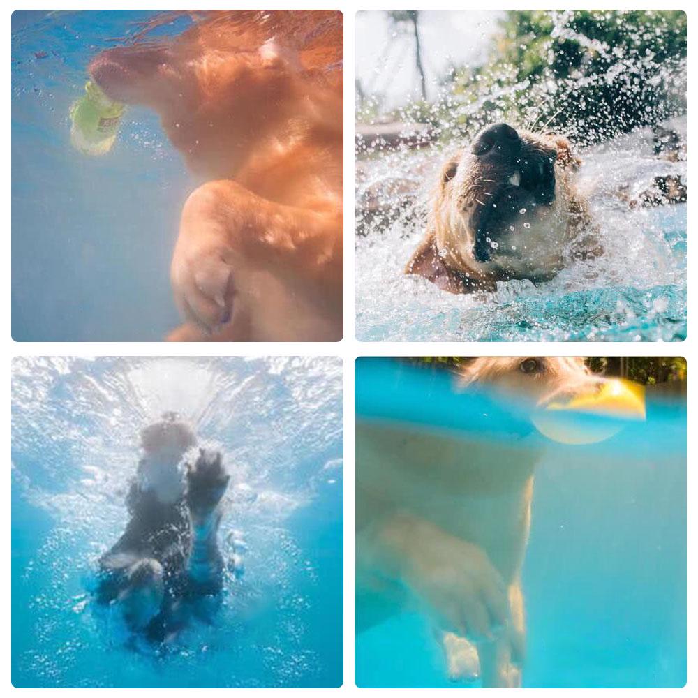 Piscina pieghevole per animali domestici Piscina per cani pieghevole