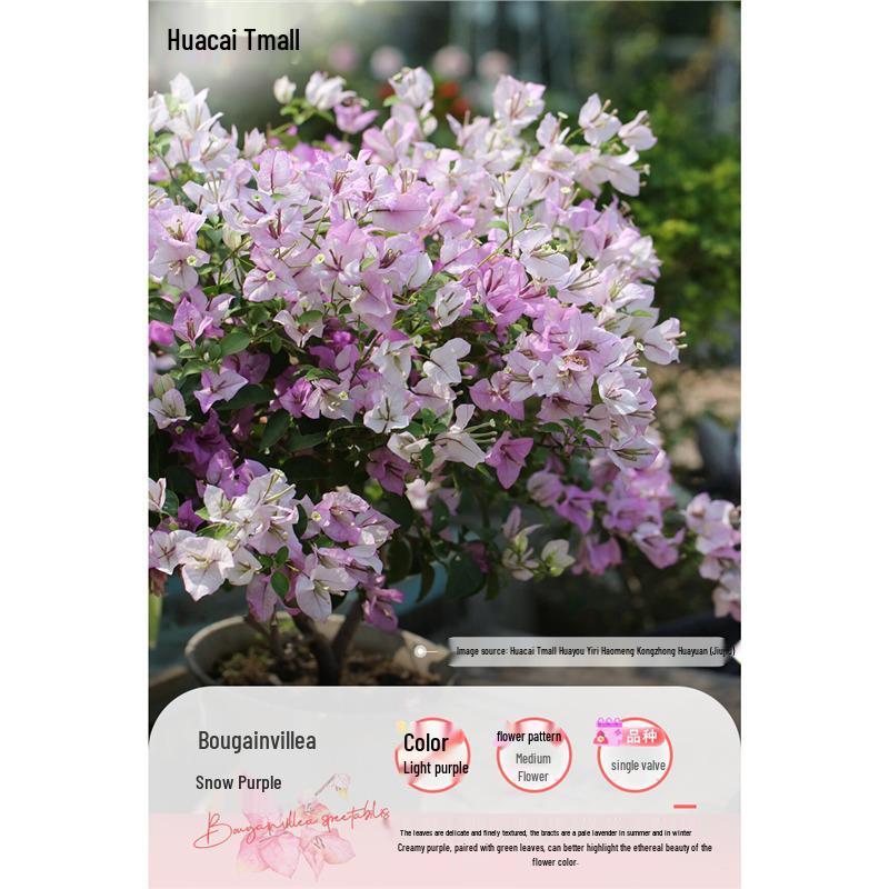 Large Bougainvillea Climbing Plant with Flowers - Indoor/Outdoor Greenery for Balcony and Courtyard