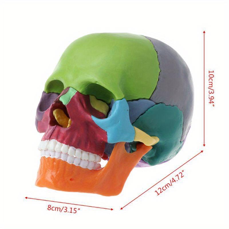 Model Craniu Uman Colorat 4D Anatomie Anatomică Predare Schelet Cap Studiu Materiale Didactice